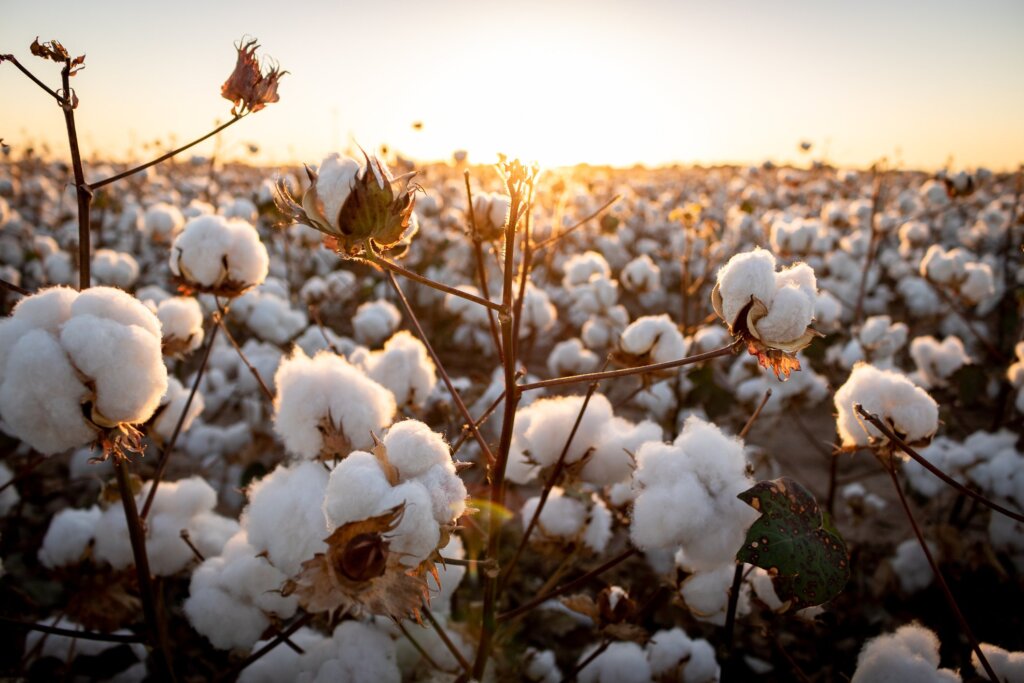 biological-source-of-cotton-growth-and-cultivation